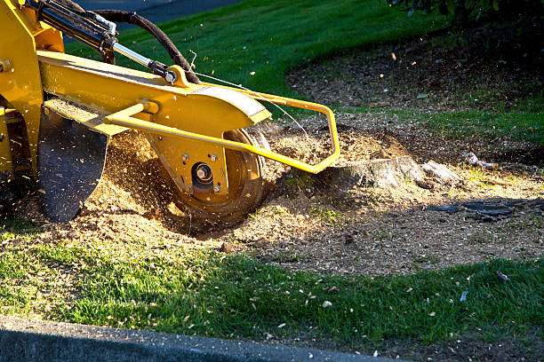 How Our Tree Care Process Works  in  Eagle Crest, OR